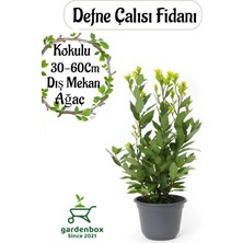 Şanal Nura Botanik Yoğun Kokulu Defne Çalısı Fidanı, Saksılı, 30-50 Cm, 1 Adet