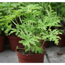 Şanal Nura Botanik Kokulu Itır Bitkisi, 1 Adet Saksılı, 15-25CM, Pelargonium Odoratissimum, Iç Mekan Terası Bitkisi