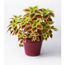 Şanal Videolu Karışık Renk Yaprak Güzeli 1 Adet Saksılı/tüplü 20-30CM Iç Mekan Bitkisi (Coleus)