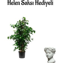 Şanal Kadınlar Gününe Özel Yeşil Benjamin Salon Bitkisi Helen Saksı