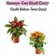 Şanal Kırmızı Renk Cam Güzeli 1 Adet+Turuncu Sarı Renk Gazanya Çiçeği 1 Adet Saksılı 10-20CM, BTS0101NA1361