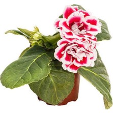 Şanal Videolu Bardak Menekşesi Pembe-Beyaz Çiçekli 1 Adet Saksılı 10-20CM Salon Teras Bitkisi (Gloxinia)