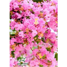 Şanal Pembe Renk Oya Ağacı Bitkisi 1 Adet Saksılı 30-60CM Çiçekli Bahçe Bitkisi