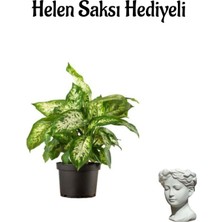 Şanal Avantajlı Difenbahya Bitkisi Sevgililer Gününe Özel Helen Saksı
