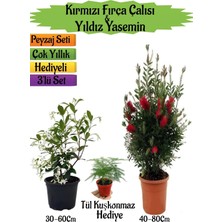 Şanal Bitkim Sende Kırmızı Fırça Çalısı, Kokulu Yıldız Yasemin, Tül Kuşkonmaz Hediyeli Peyzaj Seti, 40-80 cm