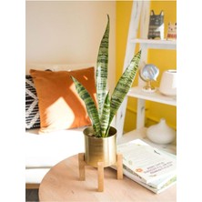 Şanal Gardenbox Paşa Kılıcı Yeşil Kılıç, 20-40 Cm, Dolgun Formlu, Hava Temizleyici Iç Mekan Bitkisi