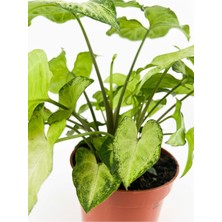 Şanal Videolu Alacalı Melek Kanadı 1 Adet Saksılı/tüplü 30-60CM Iç Mekan Salon Ofis Bitkisi (Syngonium)