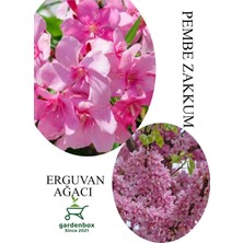 Şanal Nura Botanik Pembe Zakkum Fidanı Saksılı 30-60CM ve Erguvan Ağacı 40-70CM Combo Set