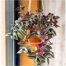 Şanal Çok Avantajlı Telgraf Çiçeği Askılı Saksı Tradescantia Zebrina Çiçeği, BTS011062025BYB227