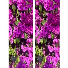 Şanal Nura Botanik Pembe Begonvil Çiçeği Bitkisi, 2'li Set, 65-110 Cm, Saksılı
