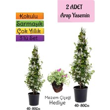 Şanal Nura Botanik Kokulu 2 Adet Arap Yasemini Fidanı Saksılı, Mezem Çiçeği Hediye, 3'lü Peyzaj Seti, 40-80 cm