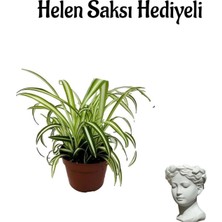 Şanal Gardenbox Helen Saksı Hediyelik Kurdele Çiçeği, Sevgililer Gününe Özel, Hediye Kartlı