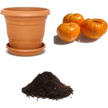 Şanal Gardenbox Dev Italyan Turuncu Pileli Domates Tohumu, 10 Adet Ekim Seti