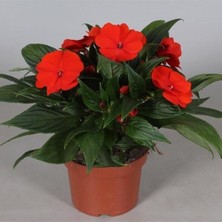 Şanal Bitkim Sende Kırmızı Cam Güzeli Fidanı, 20-40CM, Saksılı, Iç Mekan Bitkisi