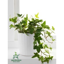 Şanal Nura Botanik Hedera Helix Sarmaşığı, Makrome Saksıda, Saksılı 30-40 Cm, 1 Adet