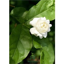 Şanal Nura Botanik Yoğun Kokulu Katmerli Ful Yasemin Çiçeği, 1 Adet Saksılı, 30-60 Cm, Jasminum Sambac