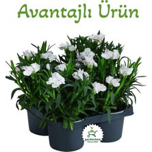 Şanal Gardenbox Bodur Beyaz Kokulu Karanfil Çiçeği, 4 Adet, 15-25 Cm, Saksılı