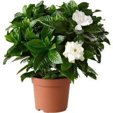 Şanal Gardenbox Gardenya Çiçeği Saksılı, 30-45CM, Beyaz