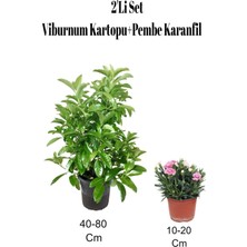 Şanal Nura Botanik 2'li Set Viburnum Kartopu + Pembe Karanfil Çiçeği, Dış Mekan Bitkisi