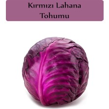 Şanal Zencefil Organik Kırmızı Lahana Tohumu 1 Paket (10GR=2000+ Adet) Kırmızı Lahana Mohrenkohf Tohumu