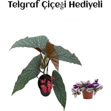 Şanal Avantajlı Çiçekli Çilli Begonya Çiçeği Sevgililer Gününe Özel Telgraf