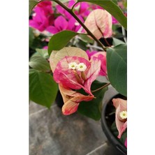 Şanal Nura Botanik Ebruli Renk Sarmaşık Begonvil Çiçeği, 35-50 Cm, 1 Adet Saksılı Çiçekli Bitki, Bougainvillea