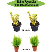 Şanal Nura Botanik Bahçe Seti, 2 Adet Altuni Taflan + 2 Adet Limoni Servi Fidanı, Çok Renkli