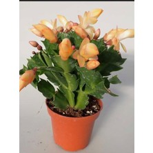Şanal Serada Decor & Plant Sarı Enk Yılbaşı Çiçeği, 1 Adet, Saksılı, 10-15CM, Schlumbergera Truncata