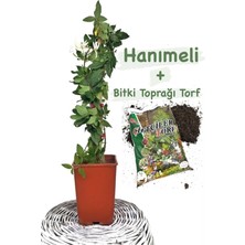Şanal Nura Botanik Hanımeli Çiçeği Fidanı, Mis Kokulu, Bitki Torf Seti