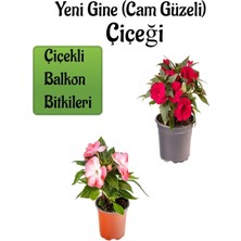 Şanal Gardenbox Yeni Gine Cam Güzeli Çiçeği, Kırmızı + Ebruli Renk, 2 Adet, 10-15 Cm, Balkon Bitkisi
