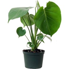 Şanal Nura Botanik Deve Tabanı Midi Salon Iç Mekan Bitkisi, 30 Cm, Monstera