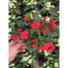 Şanal Nura Botanik Dikenler Tacı Kırmızı Çiçekli Saksılı Euphorbia, 20-40 cm