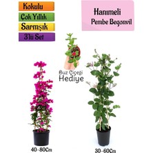Şanal Nura Botanik Pembe Begonvil, Kokulu Hanımeli Çiçeği, Buz Çiçeği Hediyeli 3'lü Peyzaj Seti