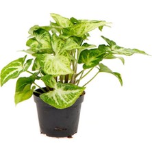 Şanal Serada Decor & Plant Canlı Melek Kanadı Çiçeği Saksılı, 20-40CM, Iç Mekan Sarmaşık Bitki