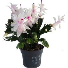 Şanal Nura Botanik Yılbaşı Çiçeği, Beyaz Renk, 7 cm Saksıda