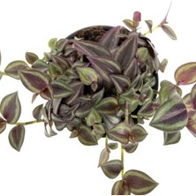 Şanal Serada Decor & Plant Zebra Telgraf Çiçeği, Makrome Saksılı Tradescantia Zebrina, 1 Adet