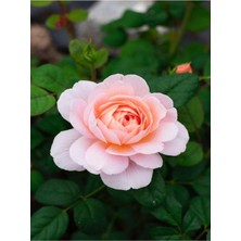 Şanal Gardenbox Yoğun Kokulu Yavruağzı Renk Yediveren Gül Fidanı, 20-40 Cm, Çiçekli Bodur Roses