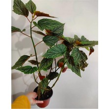Şanal Gardenbox Çilli Begonya Çiçeği, Büyük Boy, 50-65 cm