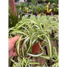 Şanal Nura Botanik Kurdele Çiçeği, 20-30 cm Saksılı, Chlorophytum Comosum, Yeşil-Beyaz