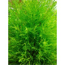 Şanal Serada Decor & Plant Limon Çamı Limoni Servi, 60-70 Cm, 1 Adet Saksılı Dış Mekan Ağacı, Cupressus Macrocarpa