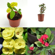 Şanal Serada Decor & Plant Dikenler Tacı Çiçeği, Sarı/kırmızı, 10-25 Cm, 2 Adet, Tüplü Çiçekli Bodur Bitki, Euphorbia Milii