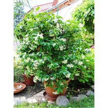 Şanal Gardenbox Kokulu Arap Yasemin Çiçeği, 1 Adet, Saksılı/tüplü, 30-60 cm