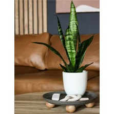 Şanal Nura Botanik Paşa Kılıcı (Yeşil Kılıç) Hava Temizleyici Salon Bitkisi, 20-40CM, Bol Köklü