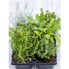 Şanal Gardenbox Mutfak Bitki Seti, Kekik-Biberiye-Adaçayı Fideleri, 3 Adet, 5-15 cm