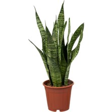 Şanal Serada Decor & Plant Formlu Yeşil Kılıç Çiçeği, 25-40CM, Saksılı, Hava Temizleyici Bitki