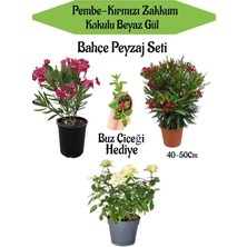 Şanal Serada Decor & Plant Bahçe Seti, Kırmızı-Pembe Zakkum, Beyaz Gül, Buz Çiçeği Hediyeli