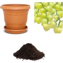 Şanal Gardenbox Acı Fındık Biberi Tohumu 10 Adet Ekim Seti, Toprak ve Saksı Dahil