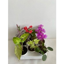 Şanal 6'lı Bitki Seti Melek Kanadı+ Aşkın Göz Yaşı+ Hedera+Kırmızı Milli Dikenler Tacı+Mezem+Pilea, BTSNU22042423