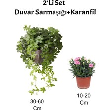 Şanal Nura Botanik 2'li Set Duvar Sarmaşığı + Pembe Karanfil Çiçeği, Dış Mekan Bitkisi