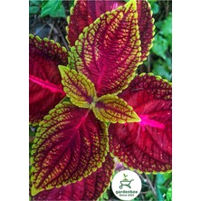 Şanal Serada Decor & Plant Yaprak Güzeli Çiçeği (Coleus) 1 Adet 10-20 Cm, Kırmızı-Sarı